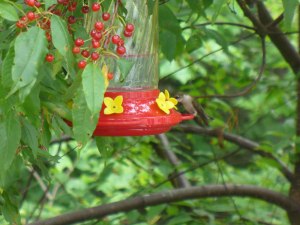 hummingbird-for-web