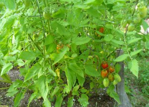 tomatoes-8-8-15